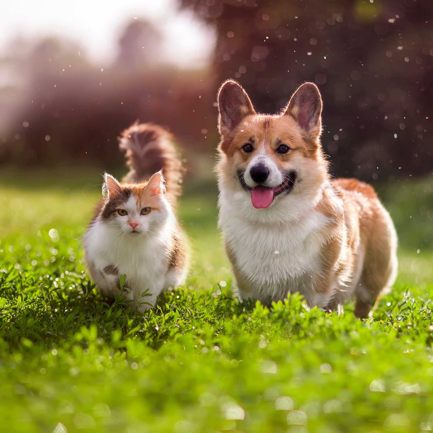 Produits vétérinaires, Pharmacie Lafayette Roubaix, Wattrelos, Tourcoing, Lille, Wasquehal, Croix